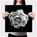 Picture of Black and White Rose _GroupedProduct_Square_Canvas_