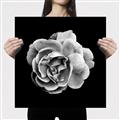 Picture of Black and White Rose _GroupedProduct_Square_Canvas_