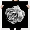 Picture of Black and White Rose _GroupedProduct_Square_Canvas_