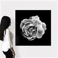 Picture of Black and White Rose _GroupedProduct_Square_Canvas_