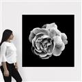 Picture of Black and White Rose _GroupedProduct_Square_Canvas_