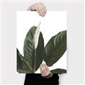 Picture of Focus of White Flower Peace Lily _GroupedProduct_Rectangle_Portrait_Canvas_