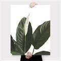 Picture of Focus of White Flower Peace Lily _GroupedProduct_Rectangle_Portrait_Canvas_