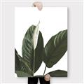 Picture of Focus of White Flower Peace Lily _GroupedProduct_Rectangle_Portrait_Canvas_