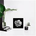 Picture of Black and White Rose _GroupedProduct_Square_Canvas_