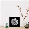 Picture of Black and White Rose _GroupedProduct_Square_Canvas_