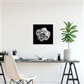 Picture of Black and White Rose _GroupedProduct_Square_Canvas_