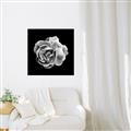 Picture of Black and White Rose _GroupedProduct_Square_Canvas_