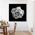 Picture of Black and White Rose _GroupedProduct_Square_Canvas_