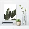 Picture of Focus of White Flower Peace Lily _GroupedProduct_Rectangle_Portrait_Canvas_