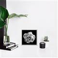 Picture of Black and White Rose _GroupedProduct_Square_Canvas_Framed_