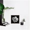 Picture of Black and White Rose _GroupedProduct_Square_Canvas_Framed_