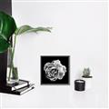 Picture of Black and White Rose _GroupedProduct_Square_Canvas_Framed_