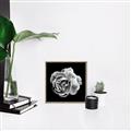 Picture of Black and White Rose _GroupedProduct_Square_Canvas_Framed_