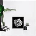 Picture of Black and White Rose _GroupedProduct_Square_Canvas_Framed_