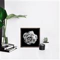Picture of Black and White Rose _GroupedProduct_Square_Canvas_Framed_