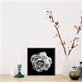 Picture of Black and White Rose _GroupedProduct_Square_Canvas_Framed_