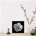 Picture of Black and White Rose _GroupedProduct_Square_Canvas_Framed_