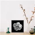 Picture of Black and White Rose _GroupedProduct_Square_Canvas_Framed_