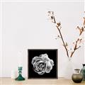 Picture of Black and White Rose _GroupedProduct_Square_Canvas_Framed_