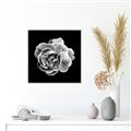 Picture of Black and White Rose _GroupedProduct_Square_Canvas_Framed_