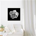 Picture of Black and White Rose _GroupedProduct_Square_Canvas_Framed_