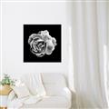 Picture of Black and White Rose _GroupedProduct_Square_Canvas_Framed_