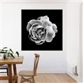Picture of Black and White Rose _GroupedProduct_Square_Canvas_Framed_