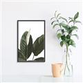 Picture of Focus of White Flower Peace Lily _GroupedProduct_Rectangle_Portrait_Canvas_Framed_
