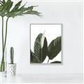 Picture of Focus of White Flower Peace Lily _GroupedProduct_Rectangle_Portrait_Canvas_Framed_