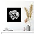 Picture of Black and White Rose _GroupedProduct_Square_Unframed_Print_Only_