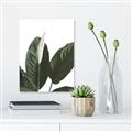 Picture of Focus of White Flower Peace Lily _GroupedProduct_Rectangle_Portrait_Unframed_Print_Only_
