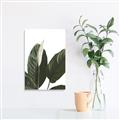 Picture of Focus of White Flower Peace Lily _GroupedProduct_Rectangle_Portrait_Unframed_Print_Only_