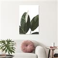 Picture of Focus of White Flower Peace Lily _GroupedProduct_Rectangle_Portrait_Unframed_Print_Only_