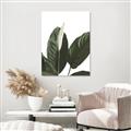 Picture of Focus of White Flower Peace Lily _GroupedProduct_Rectangle_Portrait_Unframed_Print_Only_