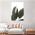 Picture of Focus of White Flower Peace Lily _GroupedProduct_Rectangle_Portrait_Unframed_Print_Only_