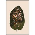 Picture of Color Block Leaves I  _GroupedProduct_Rectangle_Portrait_Canvas_Framed_