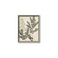 Picture of Shadow Botanical I  _GroupedProduct_Rectangle_Portrait_Canvas_Framed_