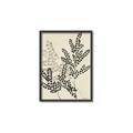 Picture of Shadow Botanical I  _GroupedProduct_Rectangle_Portrait_Canvas_Framed_