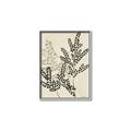 Picture of Shadow Botanical I  _GroupedProduct_Rectangle_Portrait_Canvas_Framed_