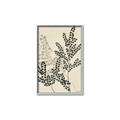 Picture of Shadow Botanical I  _GroupedProduct_Rectangle_Portrait_Canvas_Framed_