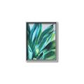 Picture of Extreme Succulent _GroupedProduct_Rectangle_Portrait_Canvas_Framed_