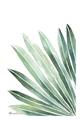 Picture of Tropical Leaf I  _GroupedProduct_Rectangle_Portrait_Unframed_Print_Only_