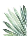 Picture of Tropical Leaf I  _GroupedProduct_Rectangle_Portrait_Unframed_Print_Only_
