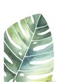 Picture of Tropical Leaf II _GroupedProduct_Rectangle_Portrait_Unframed_Print_Only_