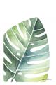Picture of Tropical Leaf II _GroupedProduct_Rectangle_Portrait_Unframed_Print_Only_