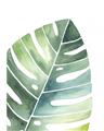 Picture of Tropical Leaf II _GroupedProduct_Rectangle_Portrait_Unframed_Print_Only_