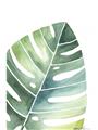 Picture of Tropical Leaf II _GroupedProduct_Rectangle_Portrait_Unframed_Print_Only_