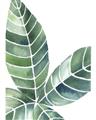 Picture of Tropical Leaf IV _GroupedProduct_Rectangle_Portrait_Unframed_Print_Only_