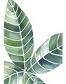 Picture of Tropical Leaf IV _GroupedProduct_Rectangle_Portrait_Unframed_Print_Only_